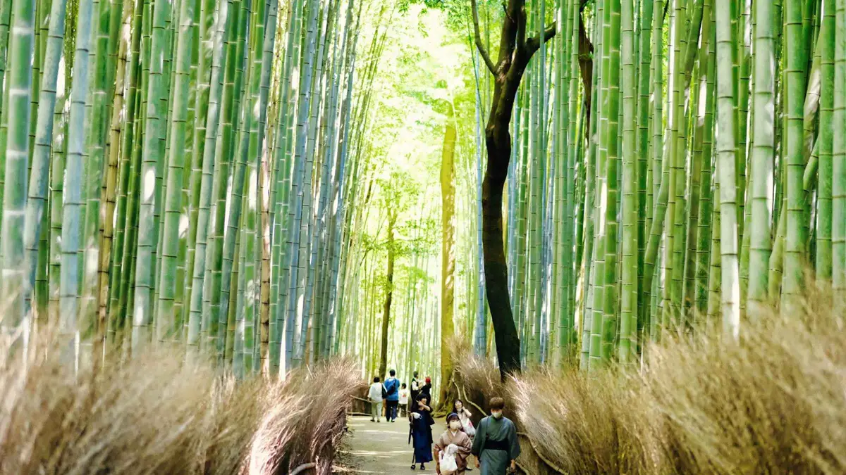 Visitors passing torii of Nonomiya Shrine beside the Sagano Bamboo Forest on a guided Arashiyama and Golden Pavilion walking tour